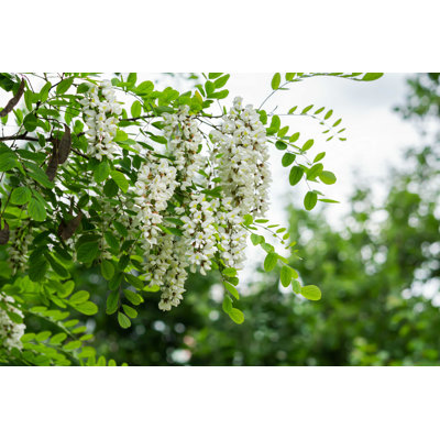 «Flowers Of Robinia» par Anna Pismenskova - photographie sur toile tendue