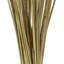 Congo Grass-805850844