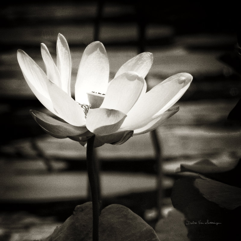Lotus Flower VIII by Debra Van Swearingen - Wrapped Canvas Print, 76cm H x 76cm W