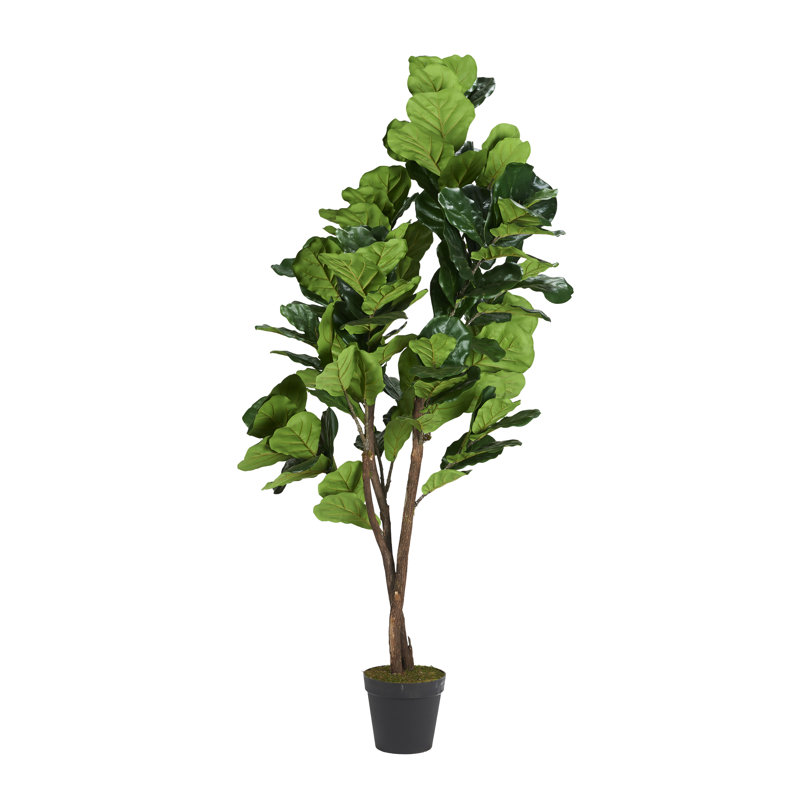 Figuier 7 pi Natural Touch