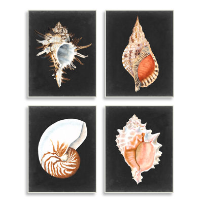 " Sea Shell Clam Conch Collection Realistic Illustration " 4 Piece Art Print