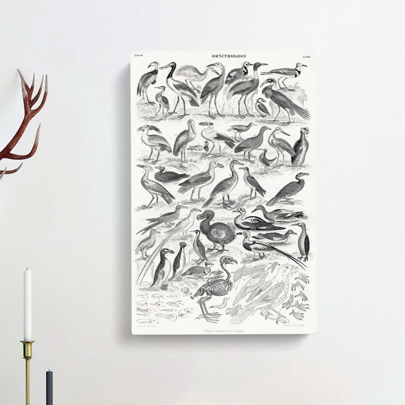 Ornithology Study Of Birds LXXIL by Oliver Goldsmith - Wrapped Canvas, 91cm H x 60cm W x 3cm D