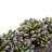 5.5'' Faux Succulent Plant in Stone Planter