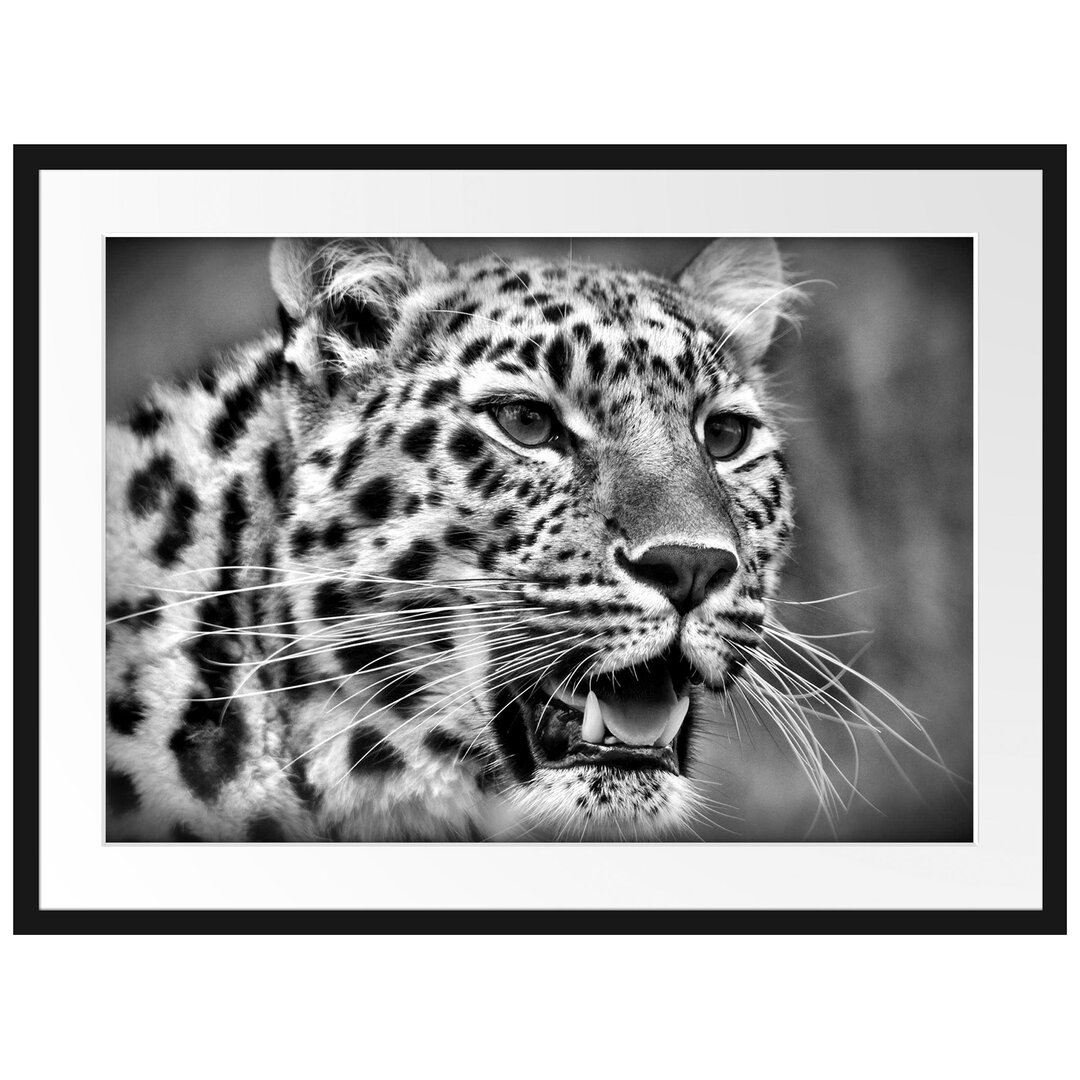 Gerahmtes Poster Ausgewachsener Leopard