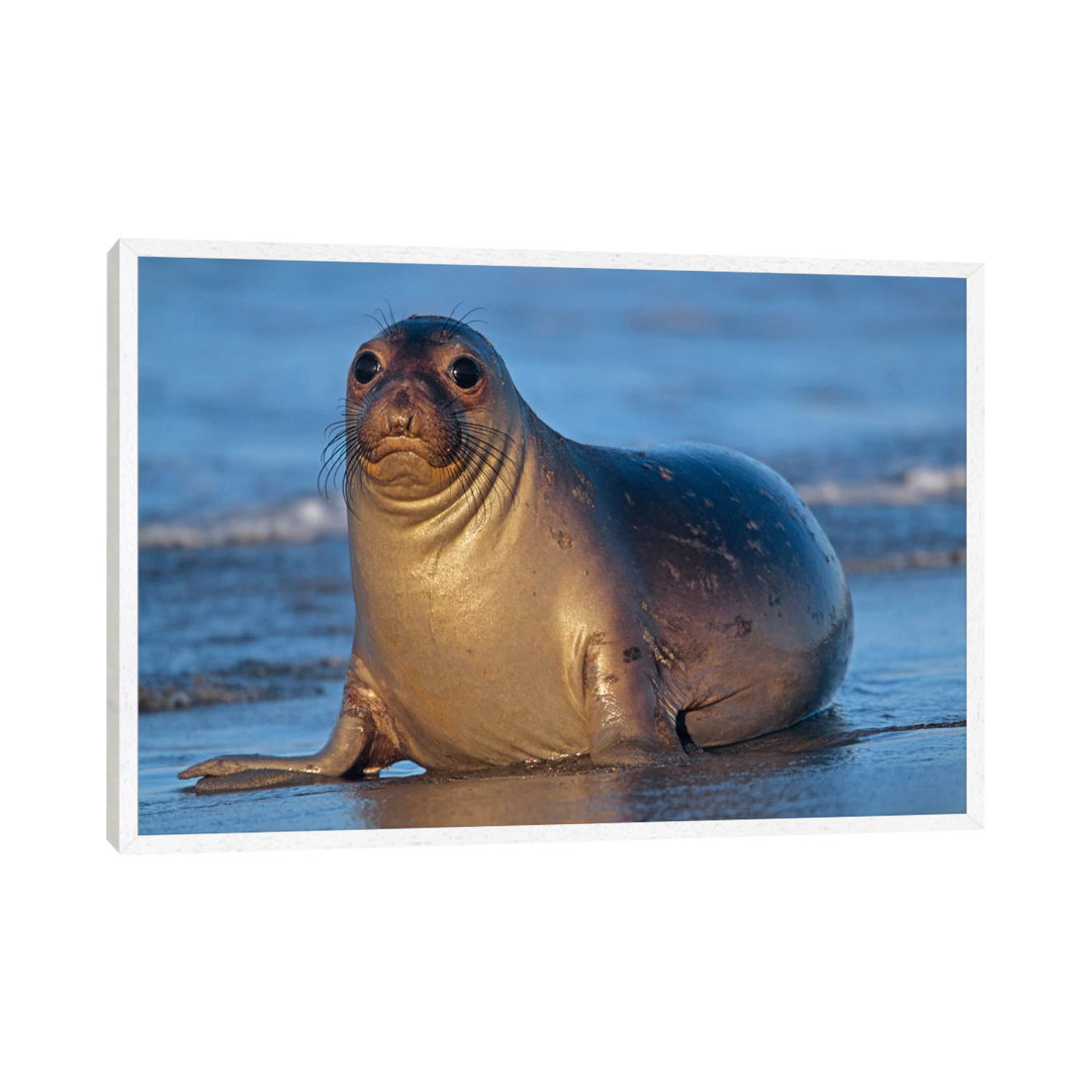 Northern Elephant Seal Female Laying On Beach, California von Tim Fitzharris - Gallery-Wrapped Canvas Giclée