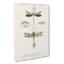 Dragonfly Illustrations PL. L by Pierre-Joseph Redoute - Wrapped Canvas Painting-55342585