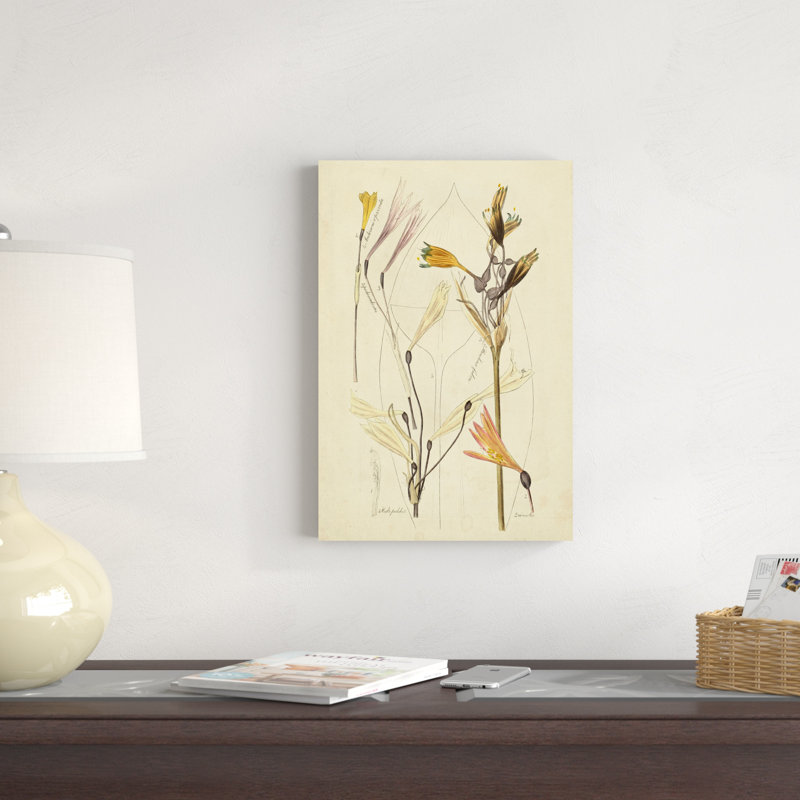 Croquis botanique antique VI, H 18 po x l 12 po x P 1,25 po