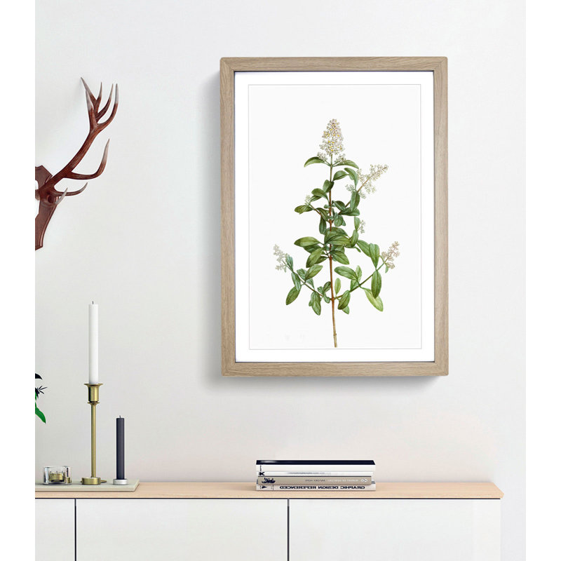 Wild Privet Flowers by Pierre-Joseph Redoute - Framed Print, Oak Framed, 65cm H x 48cm W x 2cm D