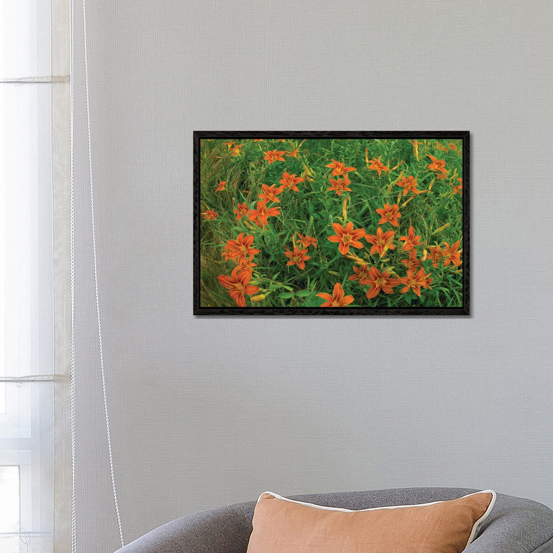 Orange Daylily Growing In Meadow, North America von Tim Fitzharris - Gallery-Wrapped Canvas Giclée on Canvas