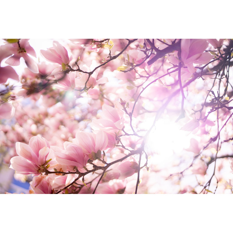 Magnolia en fleurs par Janiecbros, H 24 po x l 36 po