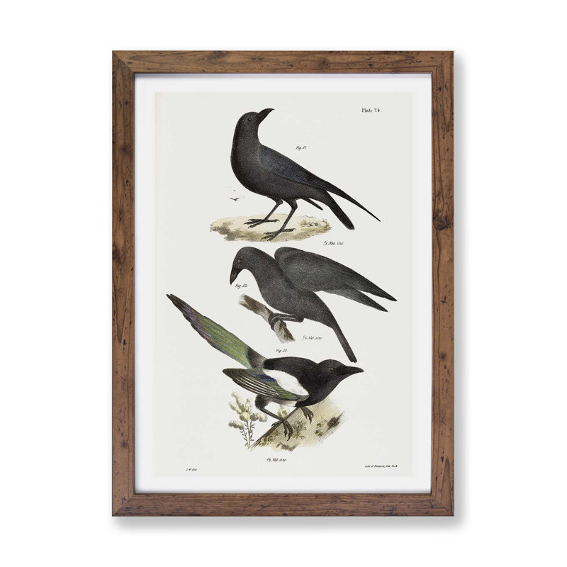 Raven, Crow & Magpie by J.E. De Kay - Framed Print, 33cm H x 45cm W x 2cm D, Walnut