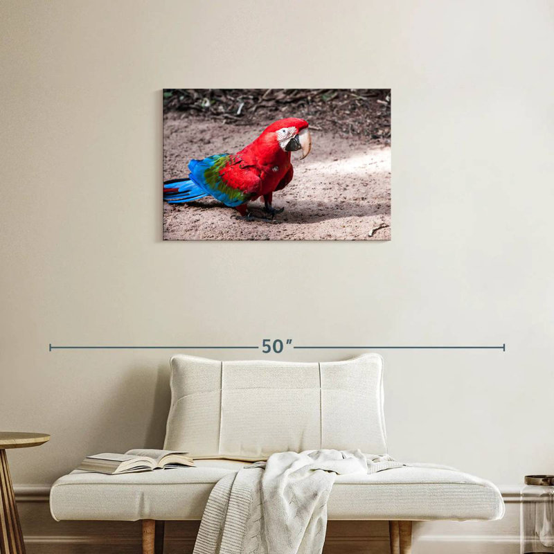 Brampt Brazilian Red Macaw, 20'' H x 30'' W