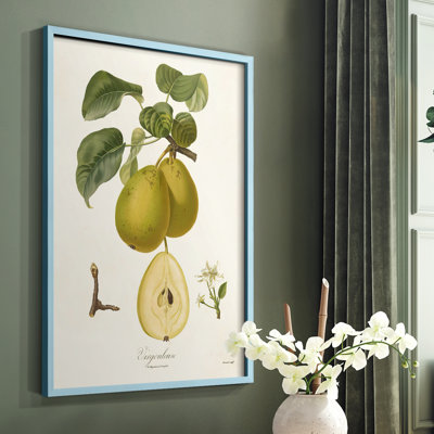 Vintage Pears III Framed Print - Solid Wood
