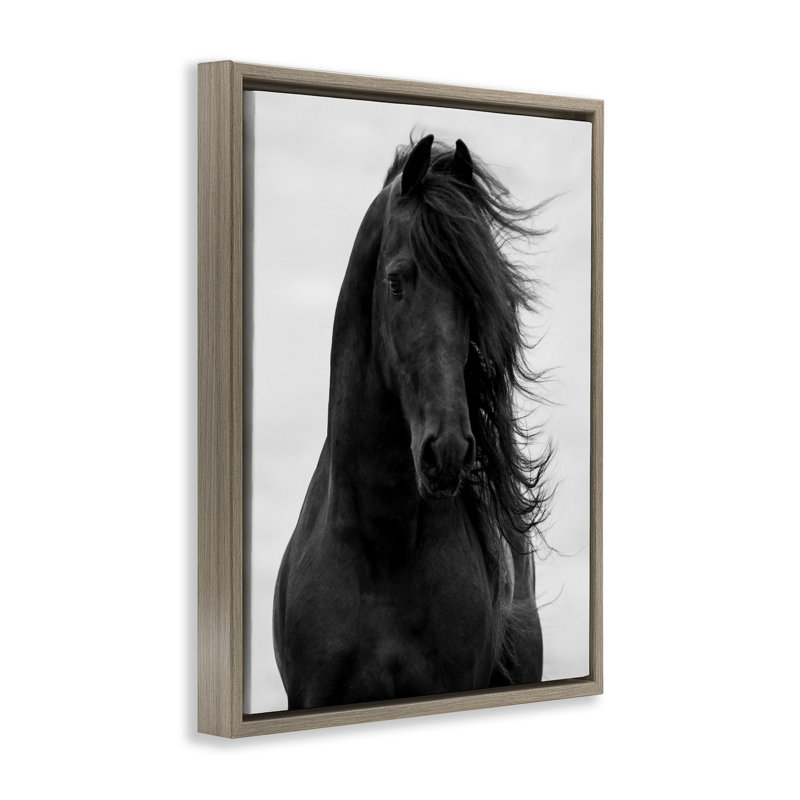 «Black Stallion Horse Portrait», art mural encadré sur toile flottante par Carol, Cadre flottant orme Montalcino