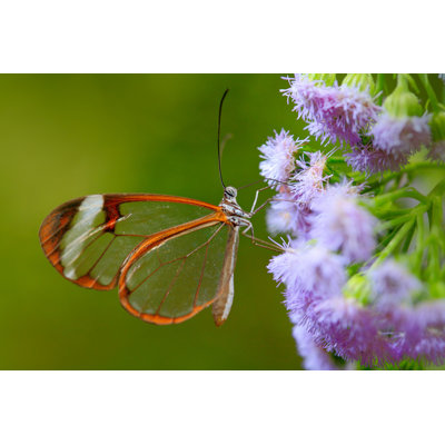 Glass Wing Butterfly - Wrapped Canvas Print