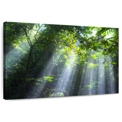 Forêt malaisienne