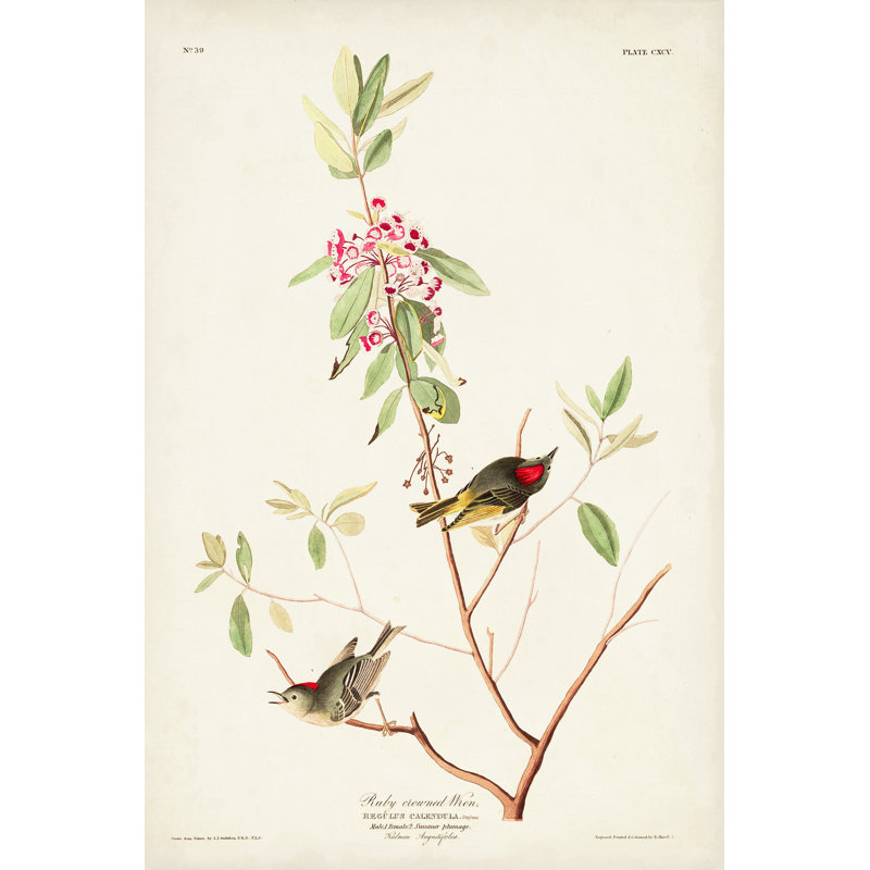 " Pl. 195 Ruby-Crowned Wren " by James Audubon Painting Print, 18" H x 12" W