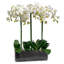 Orchid Stem in Glass Vase