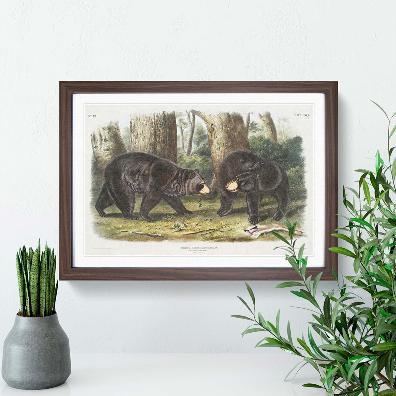 American Black Bears by J.W. Audubon - Single Picture Frame Painting, 24cm H x 33cm W x 2cm D, Walnut Framed