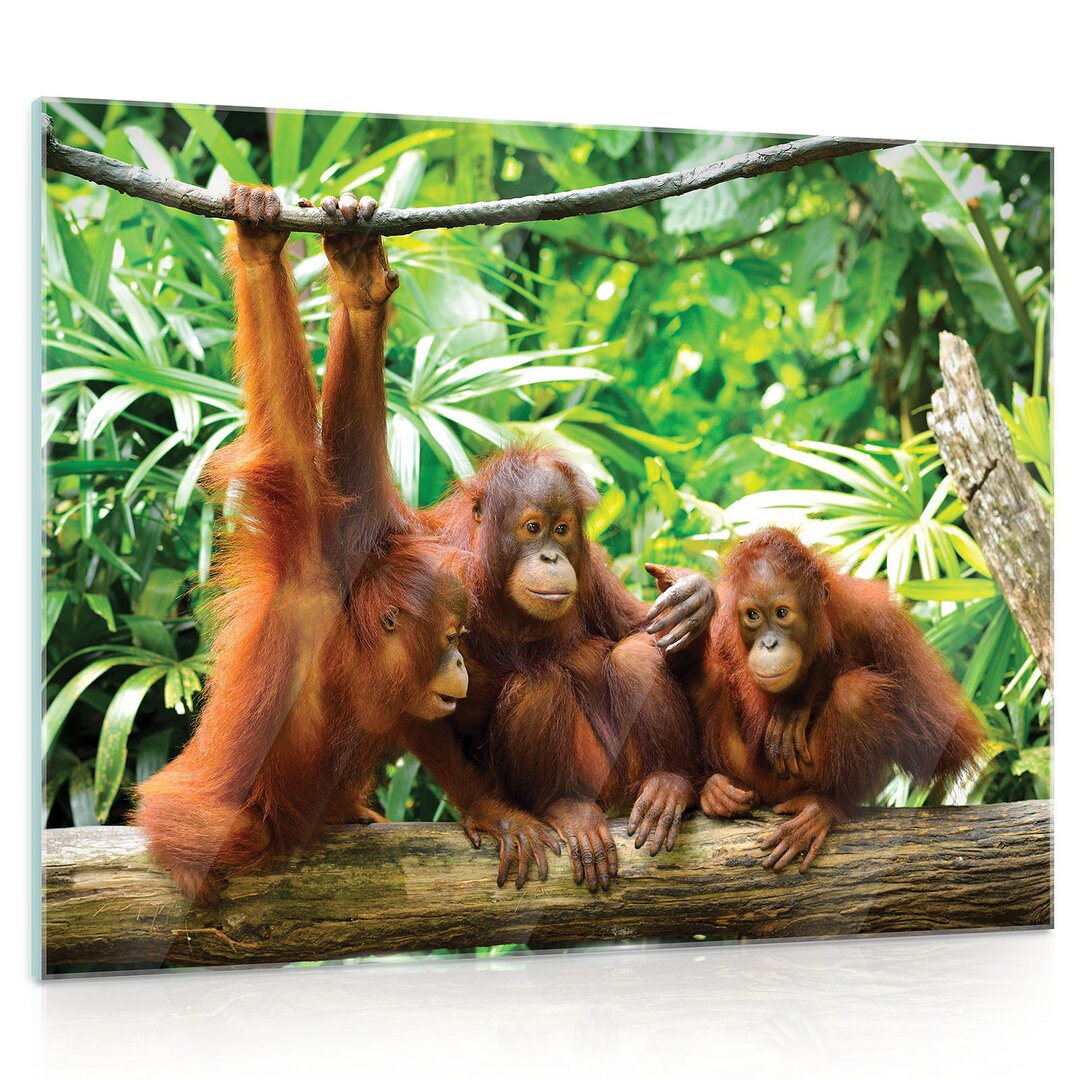 Glasbild Orang-Utans im Dschungel