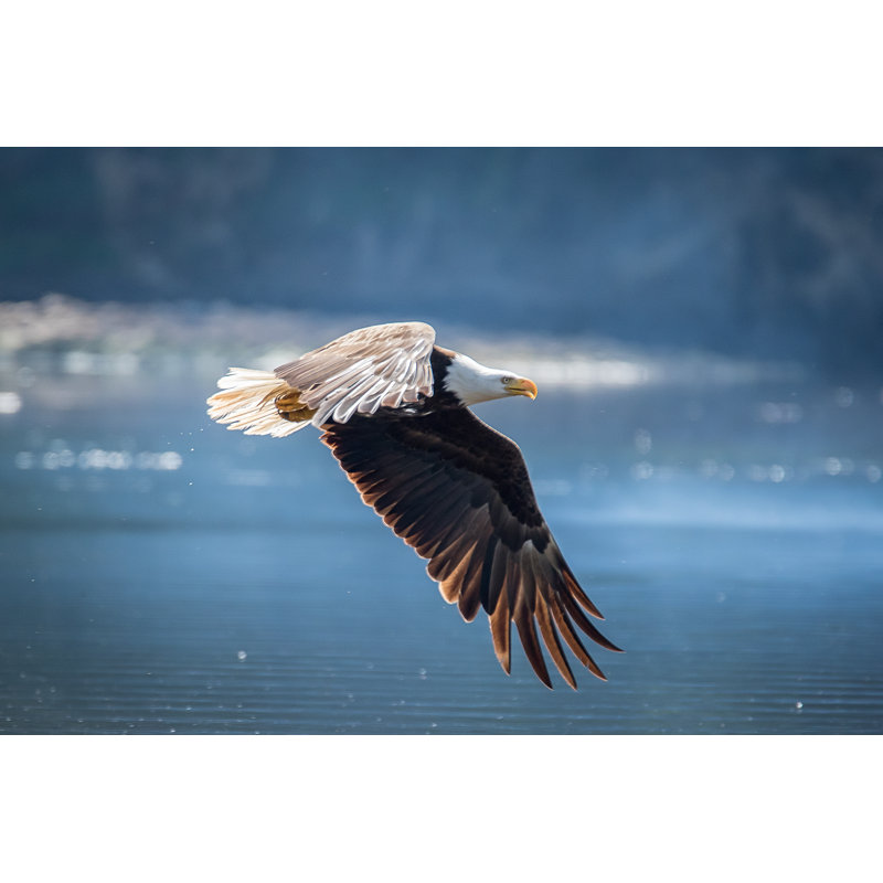 American Bald Eagle by Benjaminjk - Wrapped Canvas Print, 51cm H x 76cm W x 3.8cm D