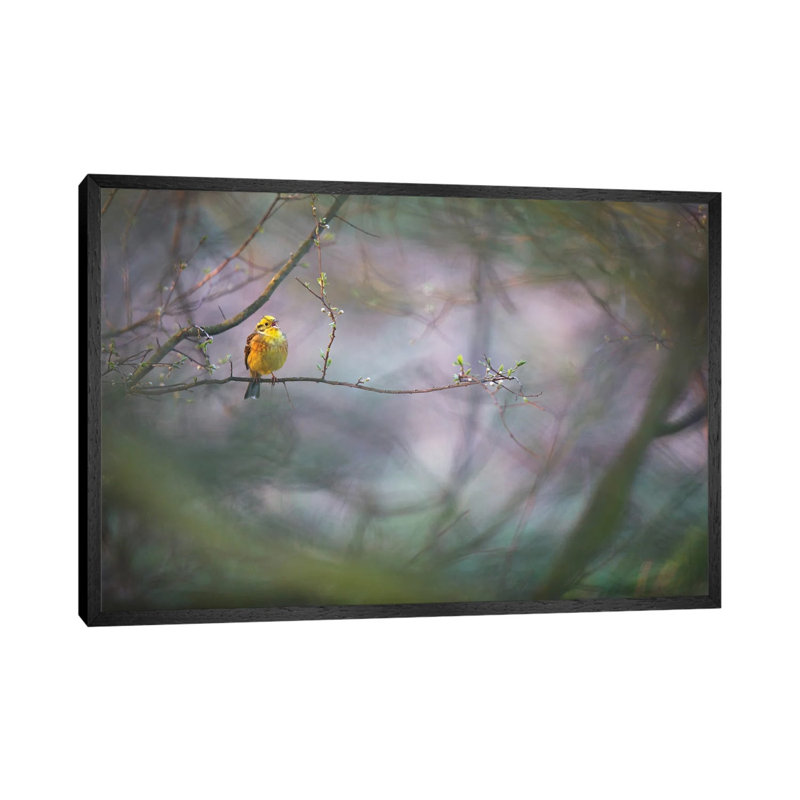 Yellowhammer I by Mateusz Piesiak - Floater Frame Gallery-Wrapped Canvas Giclée on Canvas, 66.04 cm H x 45.72 cm W