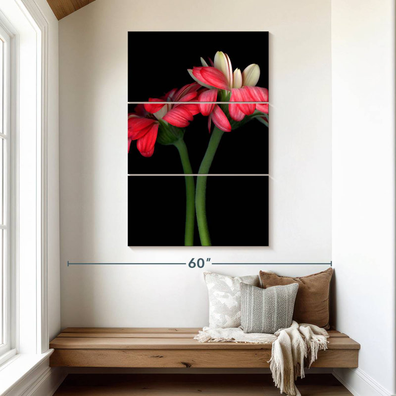 Harnek Gerbera II, H 50 po x l 32 po