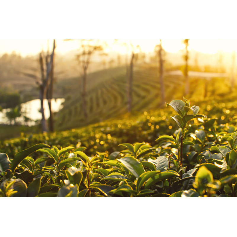 Tea Plantations by Narongcp - Wrapped Canvas Print, 30cm H x 46cm W