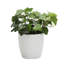 Live Green Ivy Plant in Classic Pot-49662242