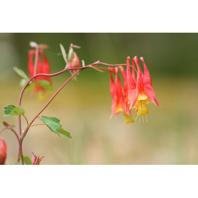 Closeup of Columbines by Szaffy