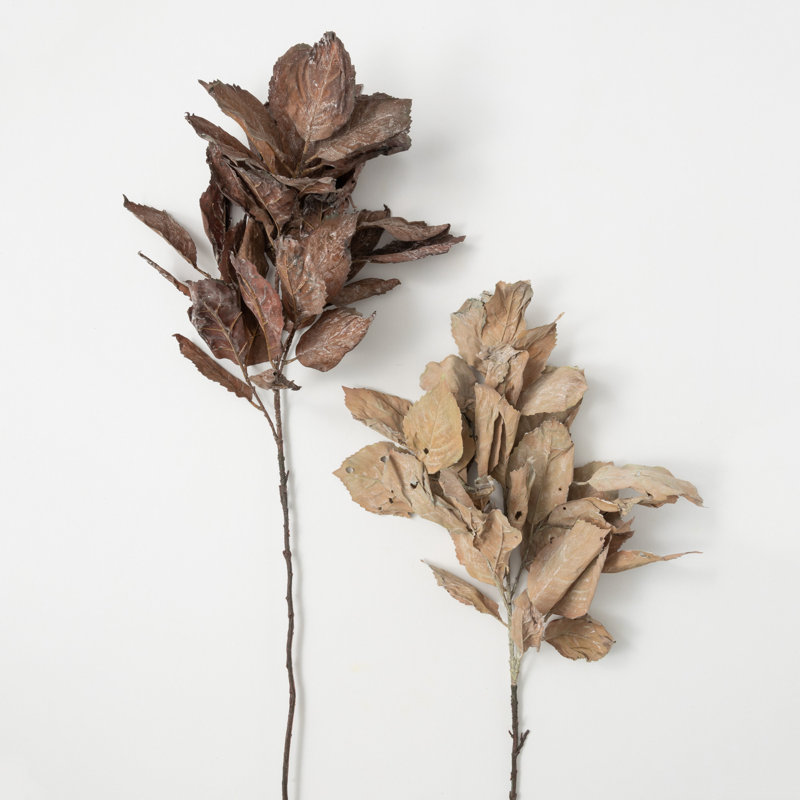 Tiges de feuilles d'hortensia Darwen