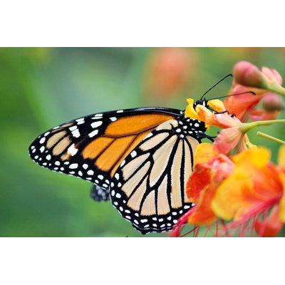 Butterfly by Rafael_Cespedes - Wrapped Canvas Print