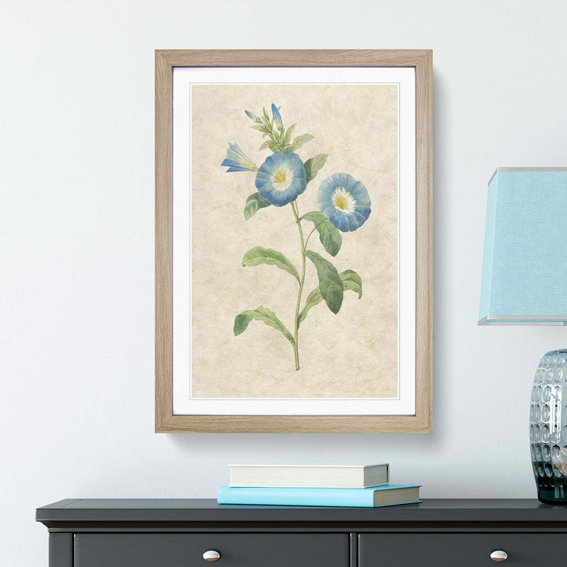 Field Bindweed Flowers by Pierre-Joseph Redoute - Picture Frame Painting Print, 65cm H x 48cm W x 2cm D, Oak Framed