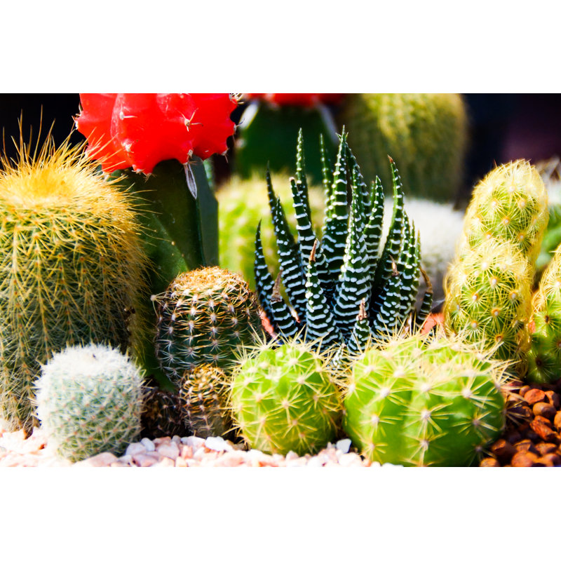 Mix Of Cactus Plants - Wrapped Canvas Print, 30cm H x 46cm W x 3.8cm D