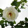 Plastic, Silk Rose Arrangement in Pot