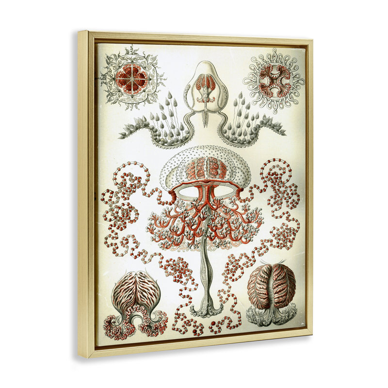  «Classic Haeckel» par Graffi * Tee, H 31 po x l 25 po, Cadre flottant métallique doré