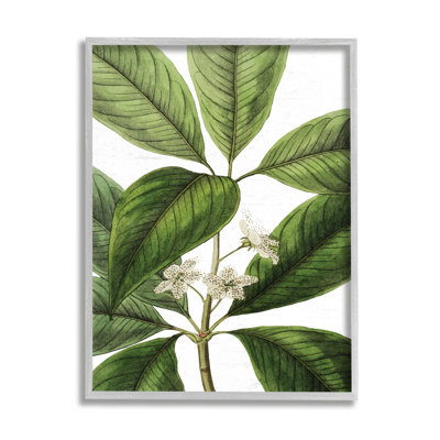 «Tristania Conferta Flower Large Leaf», botanique, impression XXL encadrée noire, art texturé par lettres et lignes