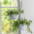 Boxdale Hanging Planter-26906937-26906938