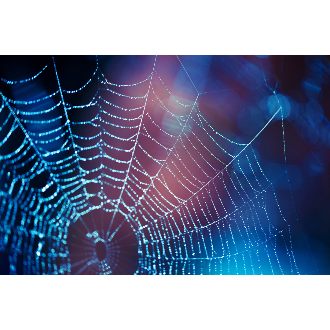 Close Up Spider Web With Blue And Purple Hues by 5ugarless - Print