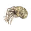 Hermit Crab Paperweight