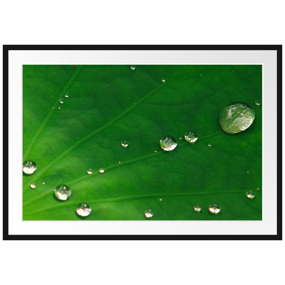 Gerahmtes Poster Wassertropfen auf Blatt