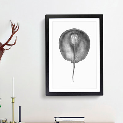 Stingray Illustration - Framed Print