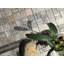 Landscape Wonder Random Sized Natural Stone Grid Mosaic Wall & Floor Tile-36947693