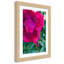Peony Flower Pink Nature - Single Picture Frame Print-1050340815-1050340814