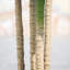 Dracaena artificiel Adcock résistant aux rayons UV, grande plante Dracaena pour la décoration intérieure intérieure-891791148-891692808