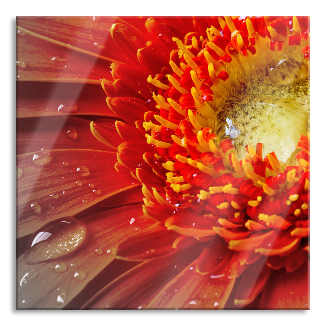 Glasbild Gerbera mit Wassertropfen