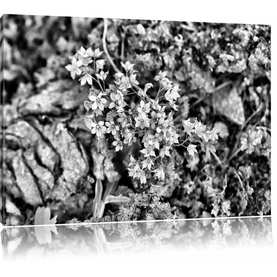 Leinwandbild Kleine weiße Sternblumen in Monochrom