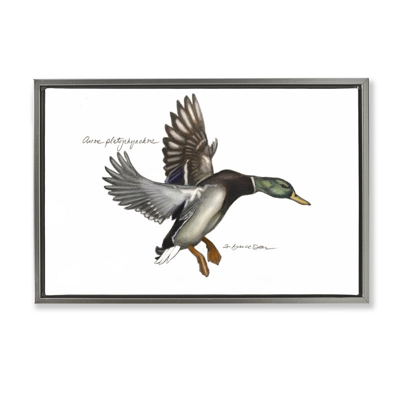 Toile flottante encadrée canard colvert volant par Jadei, H 17 po x l 25 po, Cadre flottant gris lustré