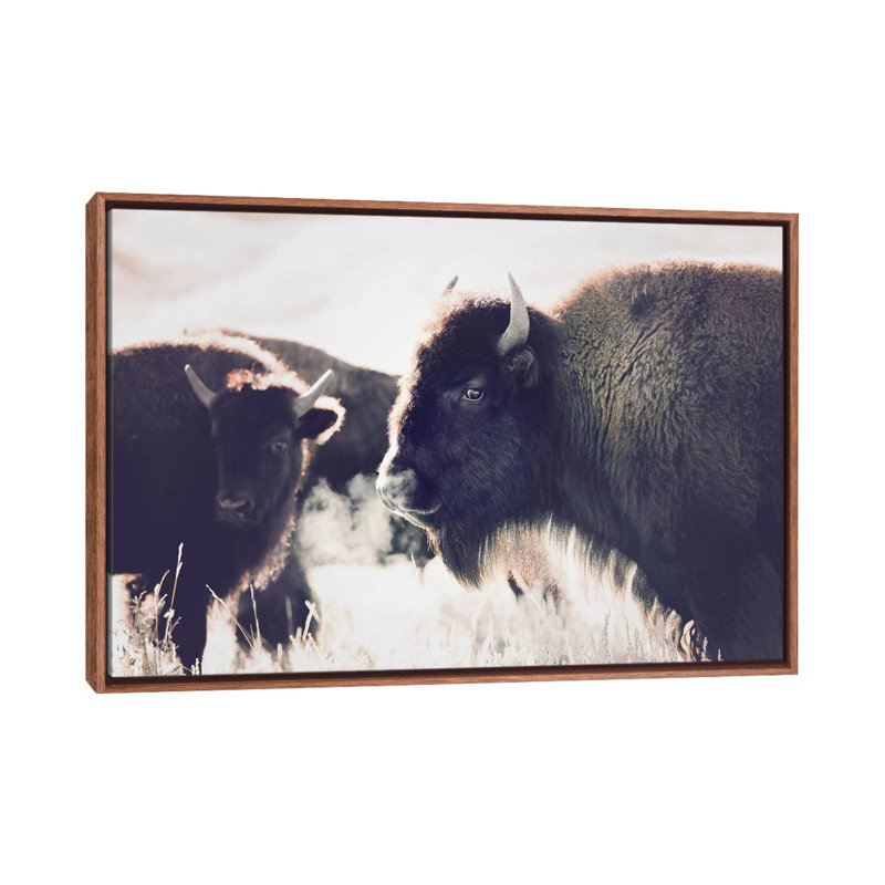 Photographie buffalo, H 26 po x l 40 po x P 1,5 po, Toile avec cadre en bois classique