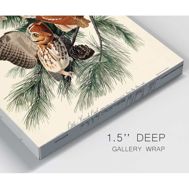 Pl 97 Little Screech Owl - impression sur toile tendue, H 27 po x l 18 po x P 1 po